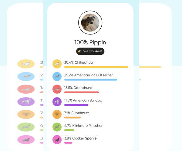 Medium Photo #7 American Pit Bull Terrier-Chihuahua Mix Puppy For Sale in Princeton, MN, USA