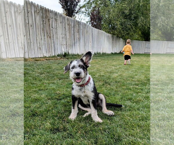 Medium Photo #11 Mutt Puppy For Sale in Sandy, UT, USA