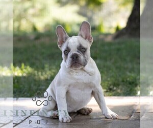 French Bulldog Puppy for sale in HONEY BROOK, PA, USA