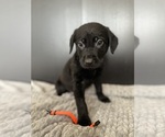 Puppy 5 Chocolate Labrador retriever-German Shepherd Dog Mix
