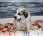 Puppy Alan Great Pyrenees