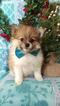 Small Photo #3 Pomeranian Puppy For Sale in EDEN, PA, USA