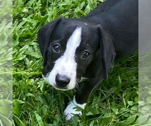 Beagle-Unknown Mix Dogs for adoption in Canton, CT, USA