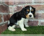 Small #4 Cavalier King Charles Spaniel