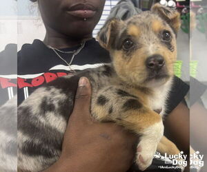 Australian Shepherd-Unknown Mix Dogs for adoption in Washington, DC, USA
