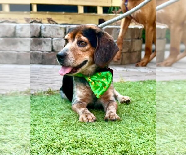Medium Photo #3 Beagle Puppy For Sale in Sanderson, FL, USA
