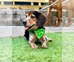 Small #2 Beagle