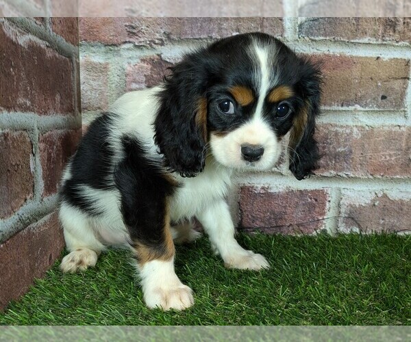 Medium Photo #7 Cavalier King Charles Spaniel Puppy For Sale in MOBERLY, MO, USA
