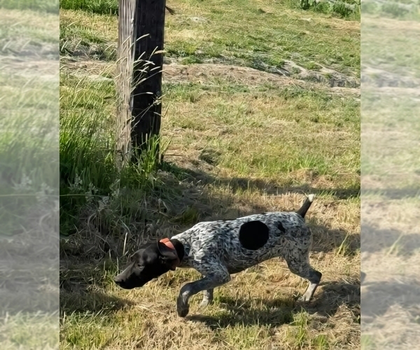 Medium Photo #2 German Shorthaired Pointer Puppy For Sale in ADAIR VILLAGE, OR, USA