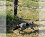 Small #1 German Shorthaired Pointer