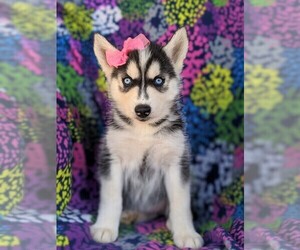 Siberian Husky Puppy for sale in KIRKWOOD, PA, USA
