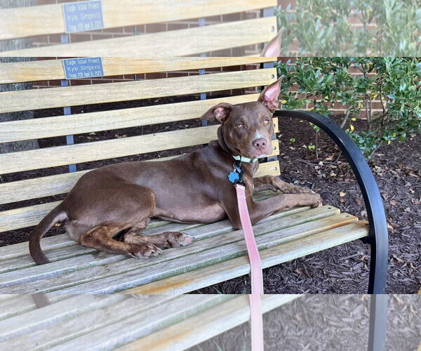Medium Photo #4 American Pit Bull Terrier-Unknown Mix Puppy For Sale in Millersville, MD, USA