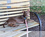 Small #3 American Pit Bull Terrier Mix