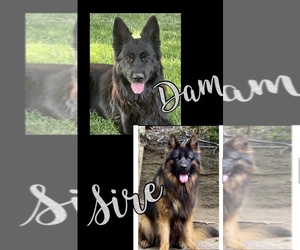 German Shepherd Dog Puppy for sale in WALLA WALLA, WA, USA