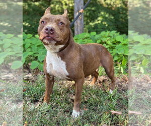 Mutt Dogs for adoption in Clarkesville, GA, USA