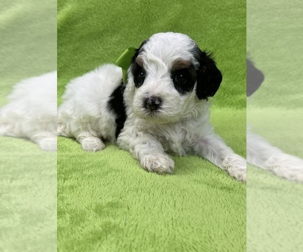 Medium Photo #4 Cavapoo Puppy For Sale in BULLARD, TX, USA