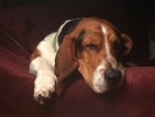 Small Photo #1 Basset Hound Puppy For Sale in COCHRANTON, PA, USA