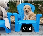 Image preview for Ad Listing. Nickname: Clint