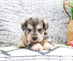 Small Photo #44 Schnauzer (Miniature) Puppy For Sale in SYRACUSE, IN, USA