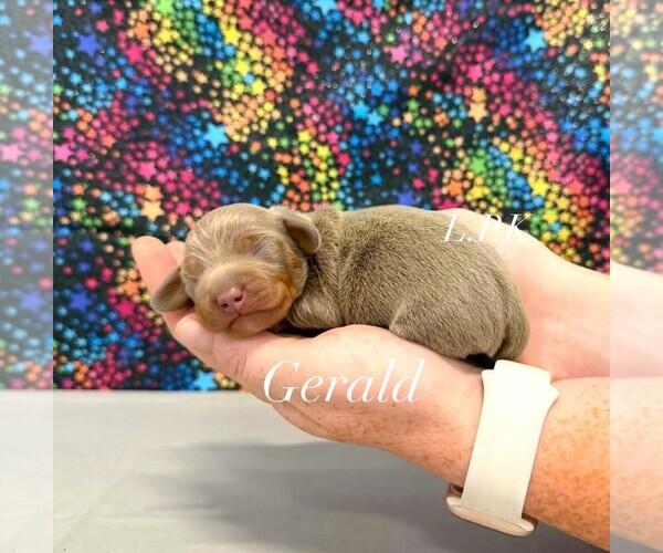 Medium Photo #1 Dachshund Puppy For Sale in WINNSBORO, LA, USA