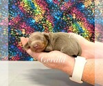 Image preview for Ad Listing. Nickname: Mini Gerald