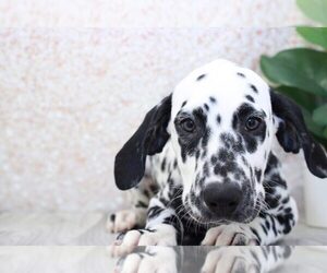 Dalmatian Puppy for sale in MARIETTA, GA, USA