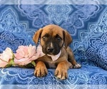 Small Photo #4 Boerboel Puppy For Sale in OXFORD, PA, USA