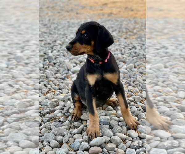 Medium Photo #2 Doberman Pinscher Puppy For Sale in GUSTINE, CA, USA