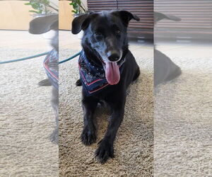 Ursa - F - Female Labrador Retriever-Unknown Mix Dog for Adoption - Photo #8