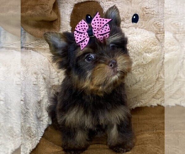 Medium Photo #8 Yorkshire Terrier Puppy For Sale in MIAMI, FL, USA