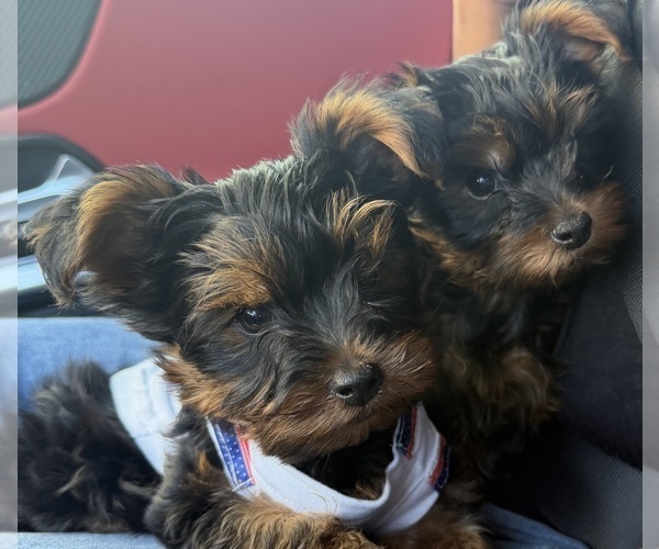 Medium Photo #4 Yorkshire Terrier Puppy For Sale in PHOENIX, AZ, USA