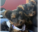 Small #3 Yorkshire Terrier