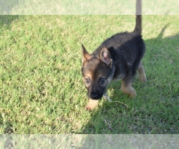 Medium Photo #7 German Shepherd Dog Puppy For Sale in ANNA, TX, USA