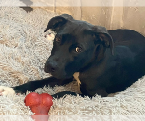 American Pit Bull Terrier-Labrador Retriever Mix Dogs for adoption in St. Ann, MO, USA