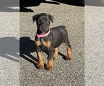 Small #13 Doberman Pinscher