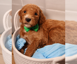 Medium Goldendoodle