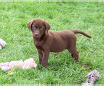 Mabel - Female Labrador Retriever Puppy for Sale - Photo #4