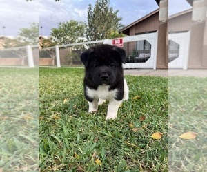 Akita Puppy for sale in YUMA, AZ, USA