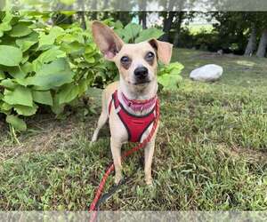 Mason (GA) - Male Chihuahua-Unknown Mix Dog for Adoption - Photo #10