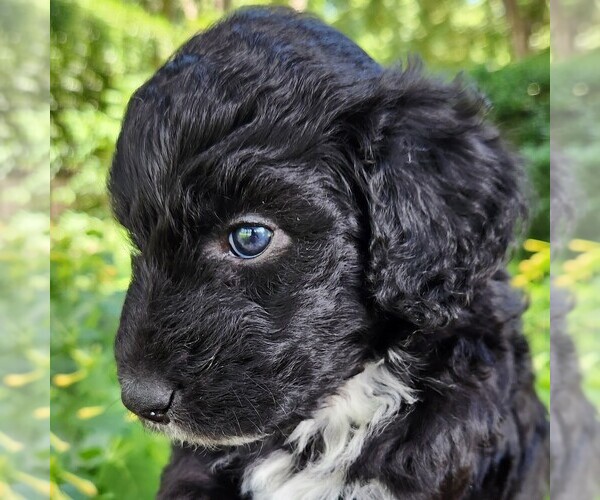 Medium Photo #1 F2 Aussiedoodle Puppy For Sale in COLUMBIA, TN, USA