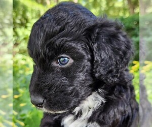 F2 Aussiedoodle Puppy for sale in COLUMBIA, TN, USA