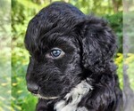 Image preview for Ad Listing. Nickname: Lottie