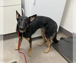 COLBY - Male German Shepherd Dog-Unknown Mix Dog for Adoption - Small photo
