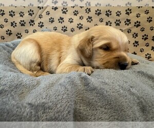 Golden Retriever Puppy for sale in PANA, IL, USA
