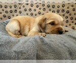 Image preview for Ad Listing. Nickname: Litter of 8
