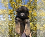 Puppy Yellow Collar German Shepherd Dog