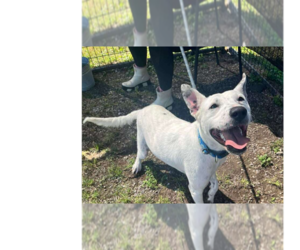 Mutt Dogs for adoption in Abbeville, LA, USA