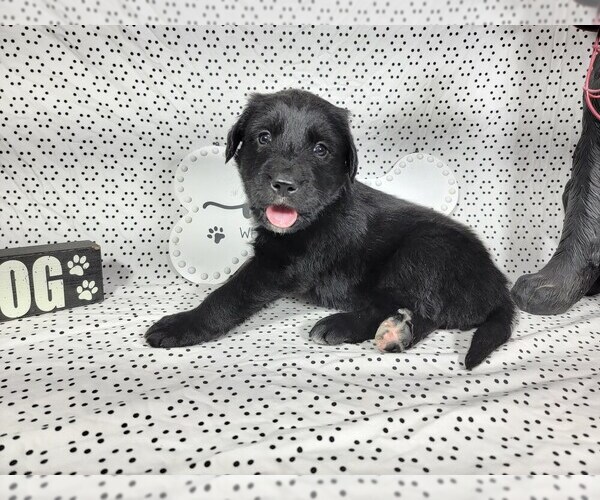 Medium Photo #42 Golden Mountain Dog Puppy For Sale in BLACK FOREST, CO, USA