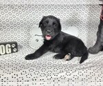 Small #9 Golden Mountain Dog