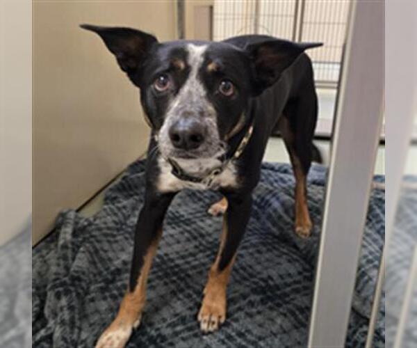 Medium Photo #1 Texas Heeler-Unknown Mix Puppy For Sale in Placerville, CA, USA